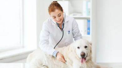 Comprehensive Care for Pets: Prioritizing Health and Well-Being