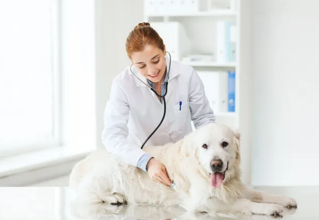 Comprehensive Care for Pets: Prioritizing Health and Well-Being