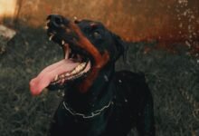 digital activity summary highlights and alerts