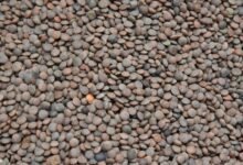 enhance market pulse lens