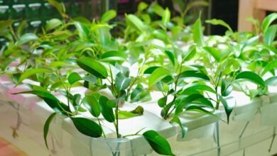 online growth system insights