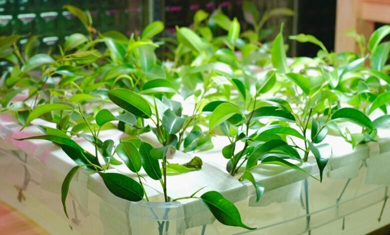 online growth system insights