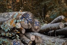 registry verification logs identifiers listed